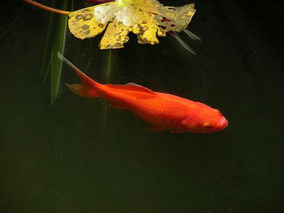 goldfish_opt