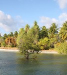 Island nation Kiribati may move to Fiji: Climate change could destroy land
