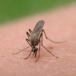 N.J. enlists mosquitoes' natural predator, copepods, as new pest defense