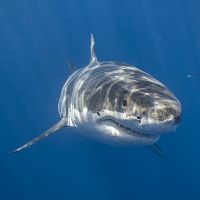 Shark_opt